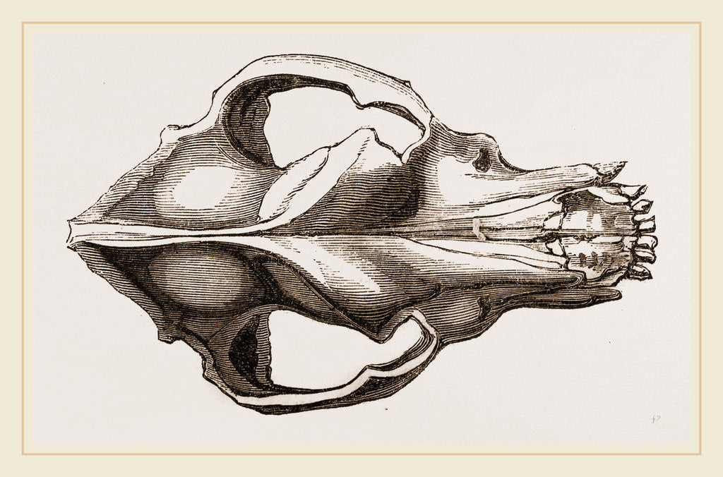 Detail of Skull of a Mastiff dog by Anonymous
