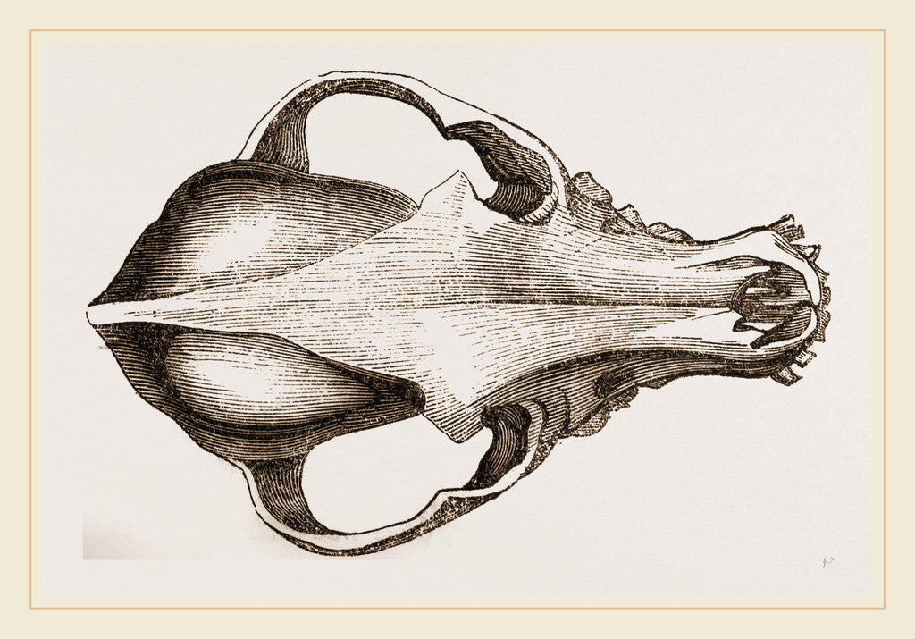 Detail of Skull of a Spaniel dog by Anonymous