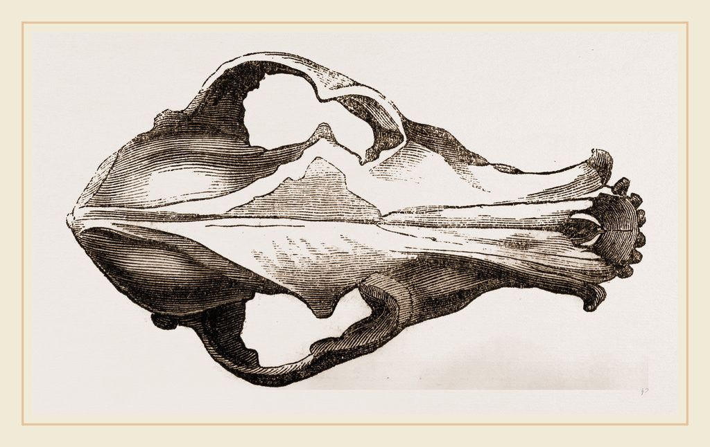 Detail of Skull of a Matin dog by Anonymous