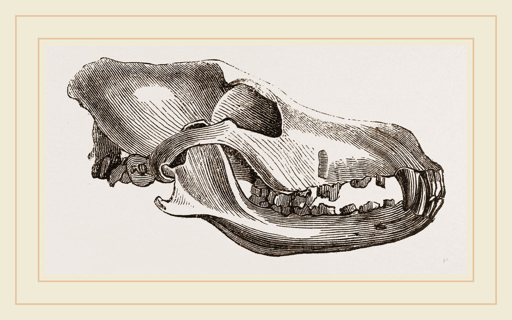 Detail of Skull of Dingo by Anonymous