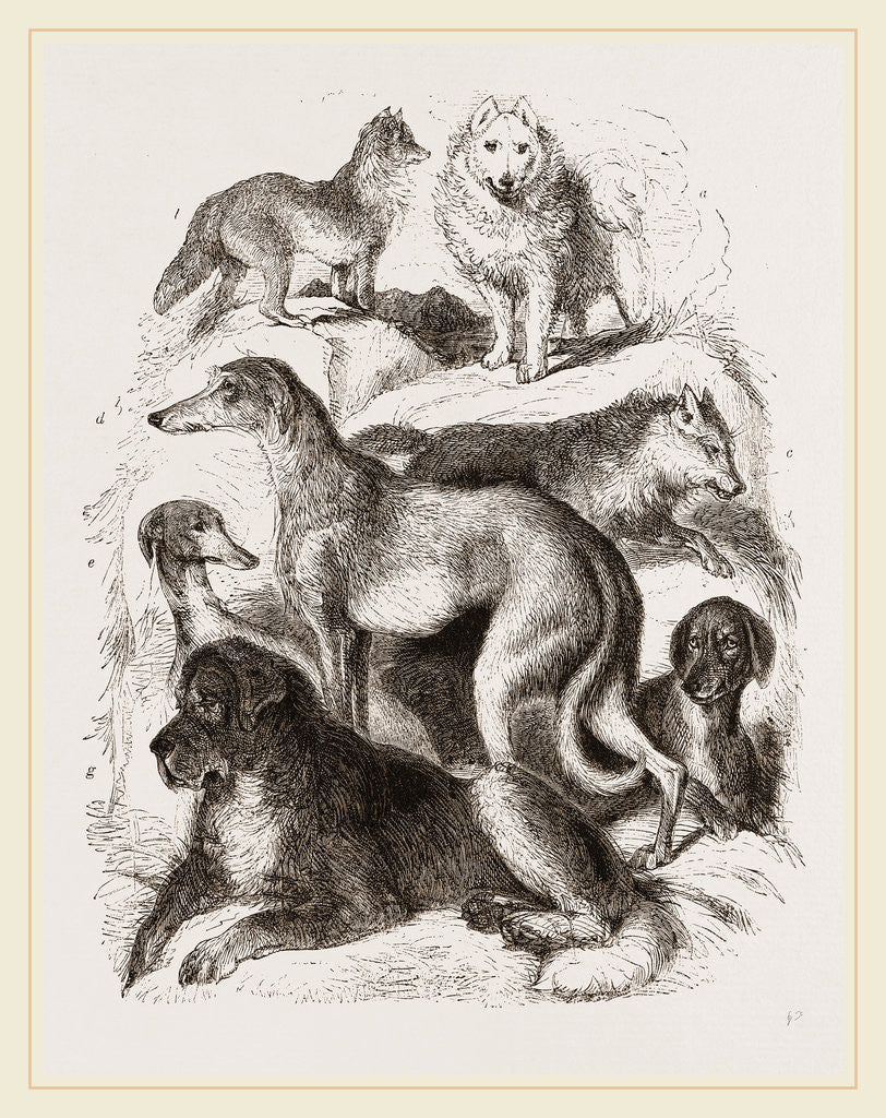 Detail of Dogs by Anonymous