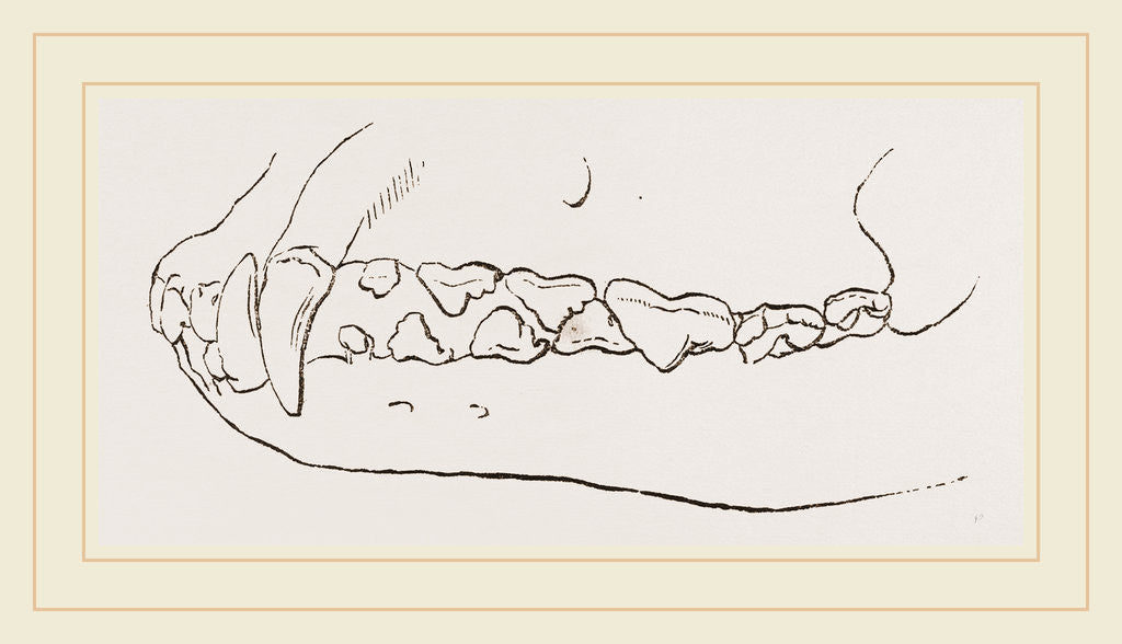 Detail of Teeth of Dog by Anonymous