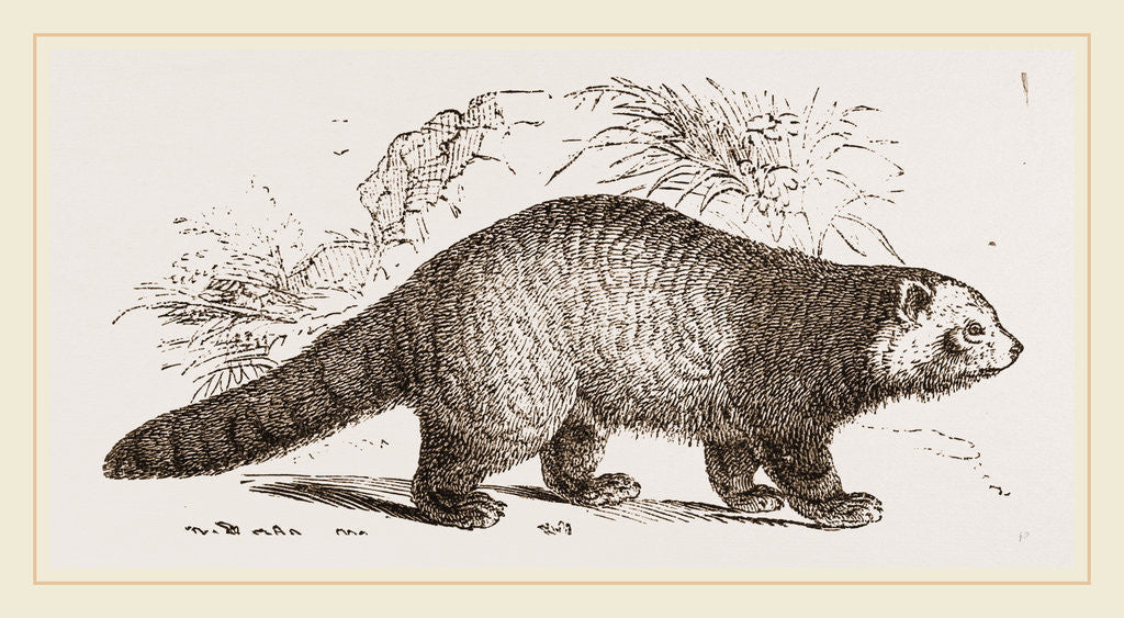 Detail of Panda by Anonymous