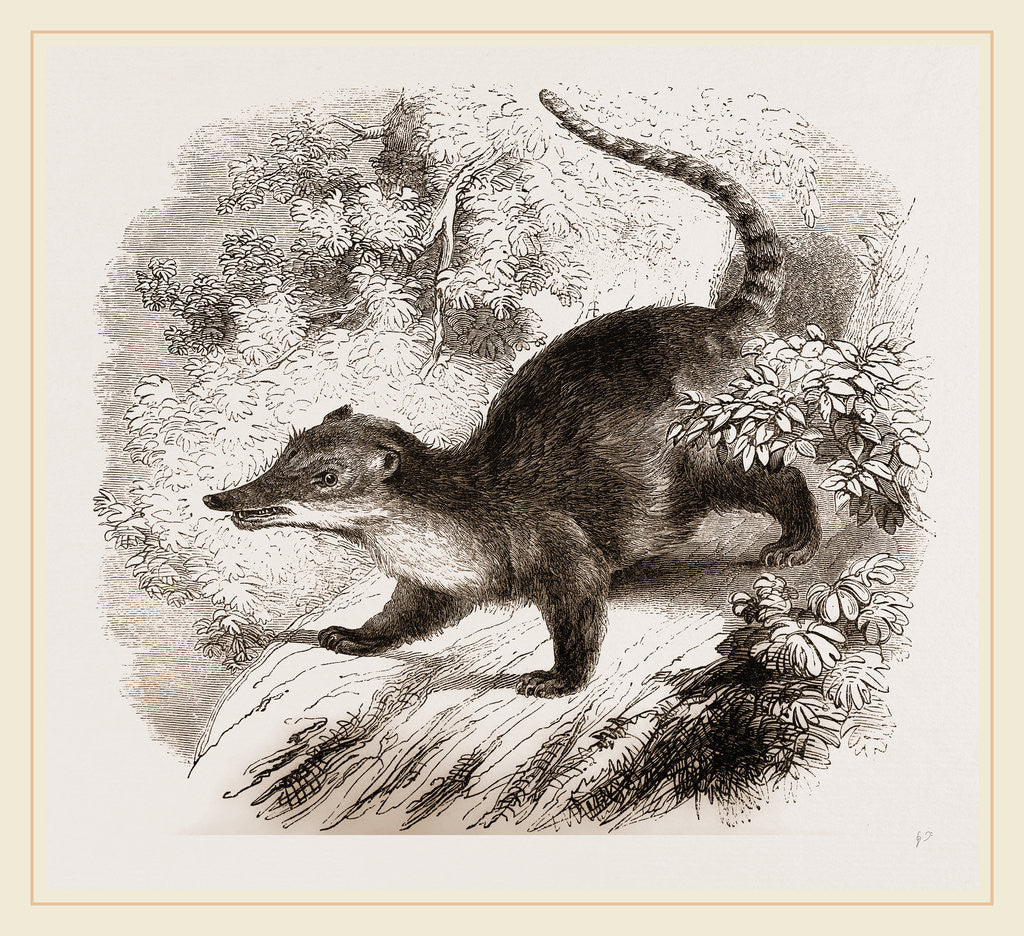 Detail of Brown Coati by Anonymous