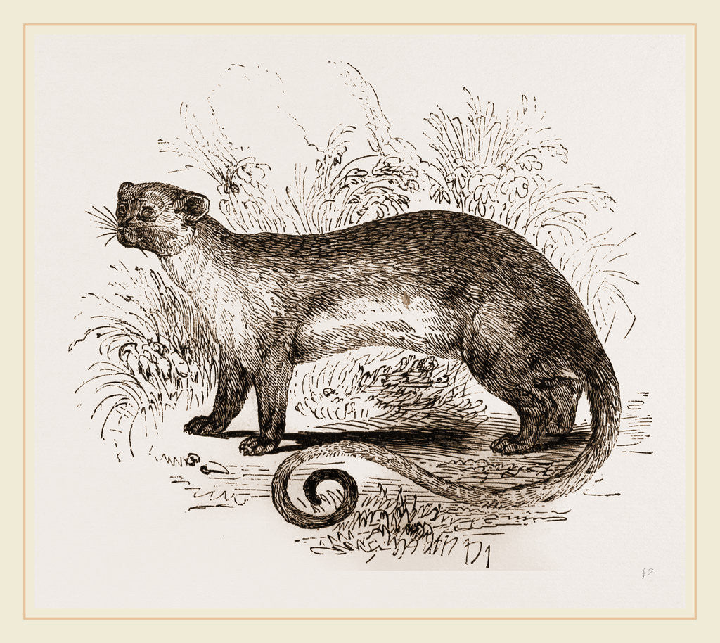 Detail of Kinkajou by Anonymous