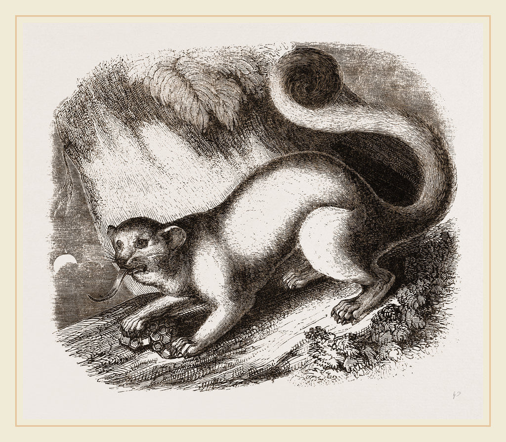 Detail of Kinkajou by Anonymous