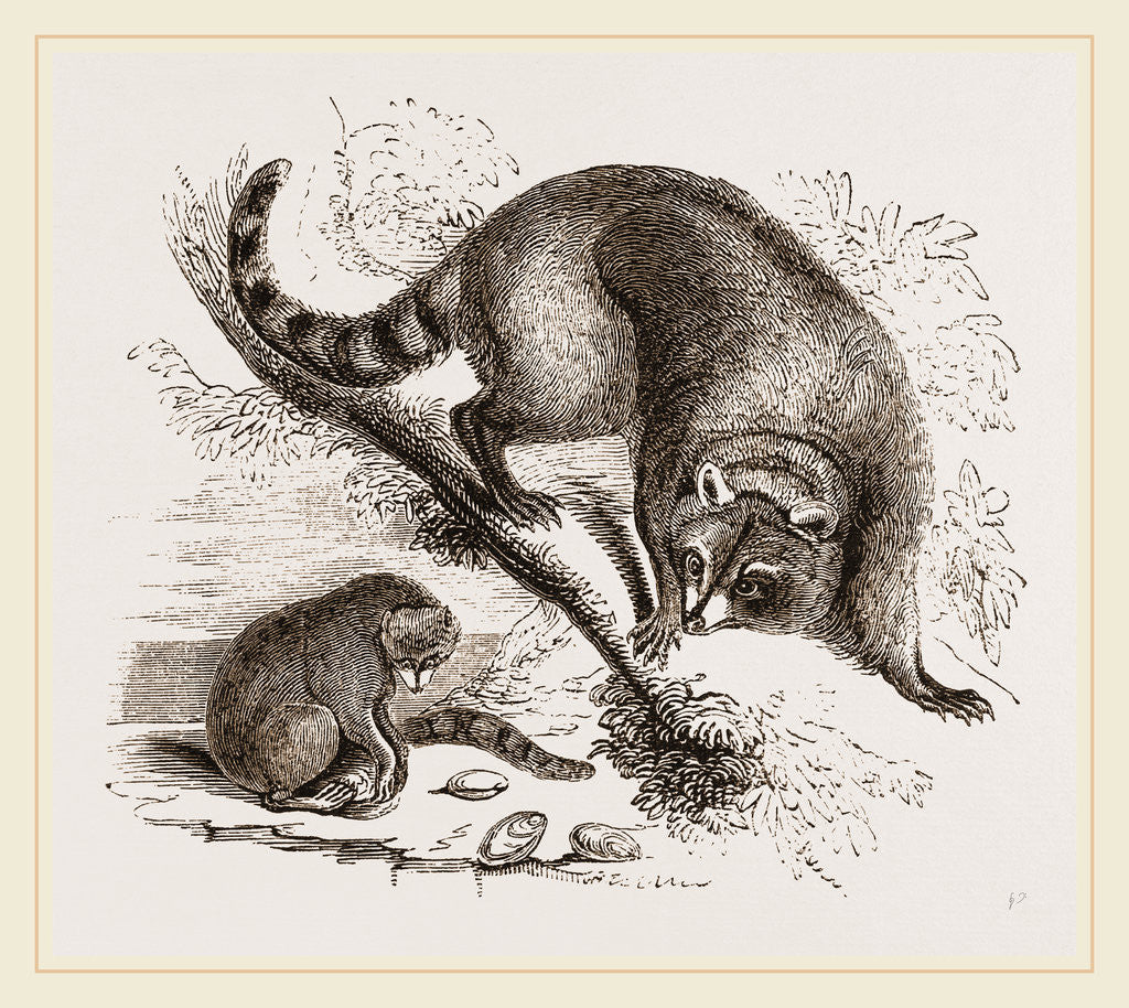 Detail of Racoon by Anonymous