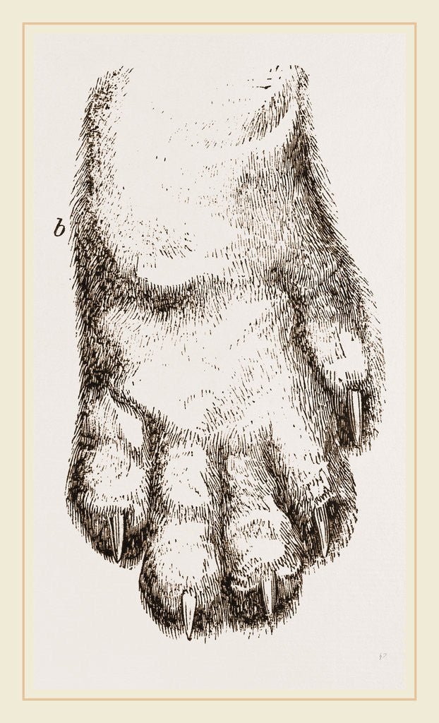 Detail of Feeth of Panda by Anonymous