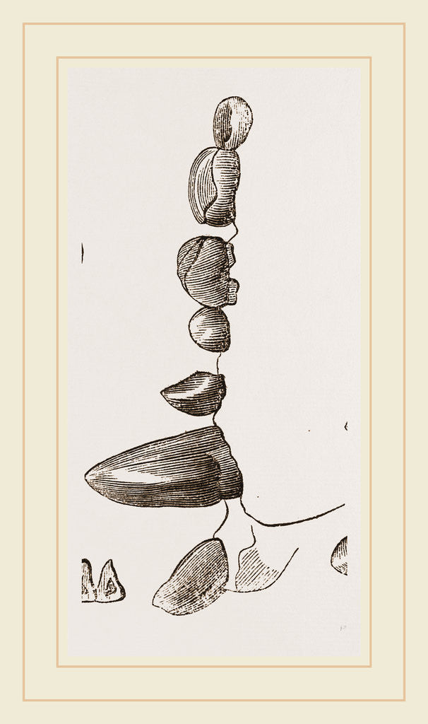 Detail of Teeth of Kinkajou by Anonymous