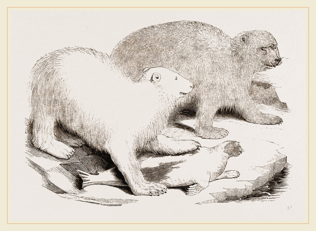 Detail of Polar Bears and Seal by Anonymous