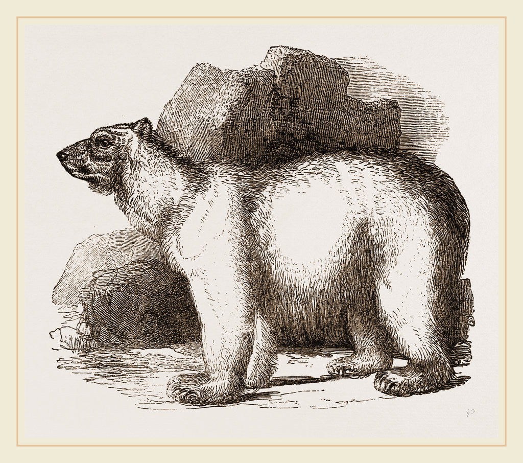 Detail of Polar Bear by Anonymous