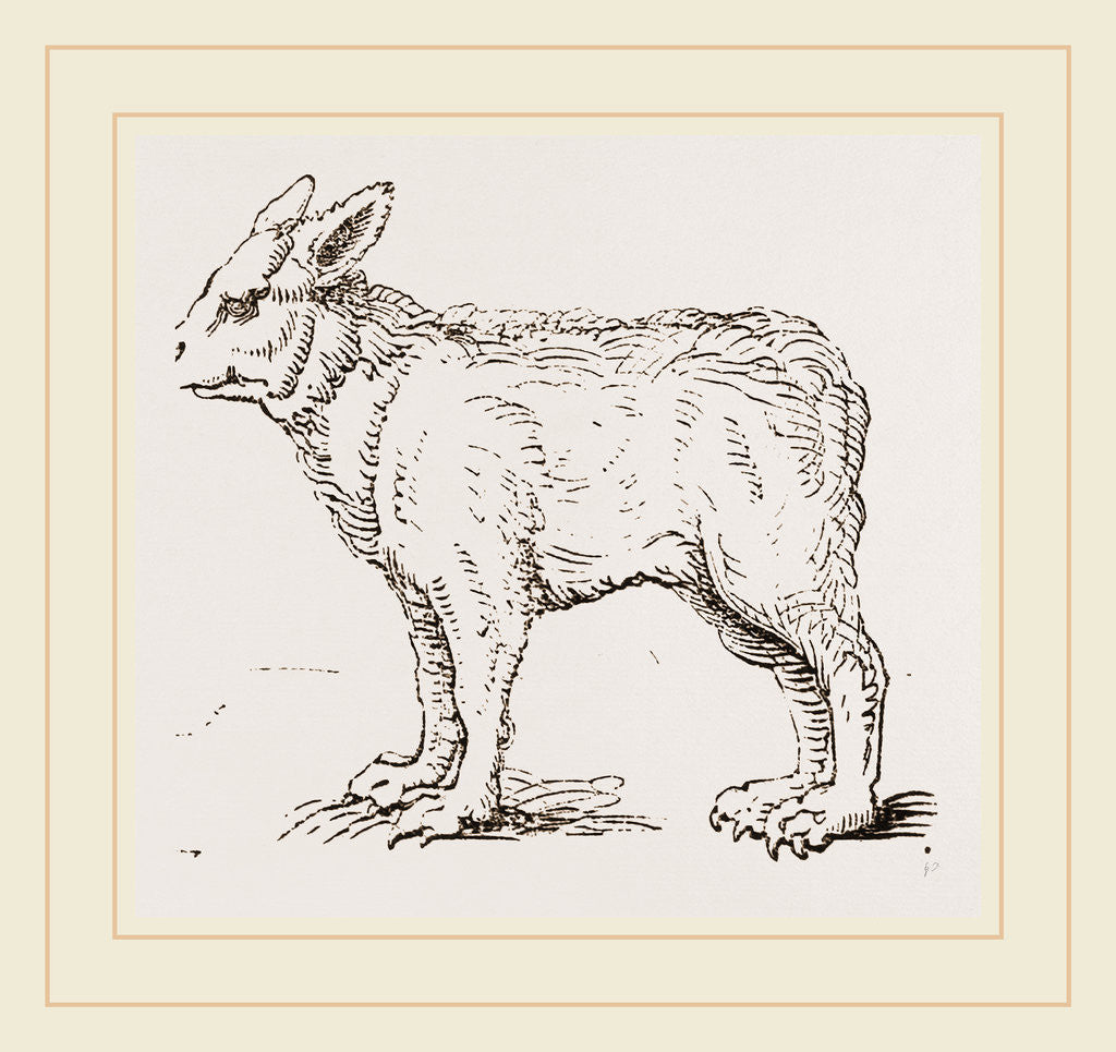 Detail of Pretended Ifybrid of Bear and Dog by Anonymous