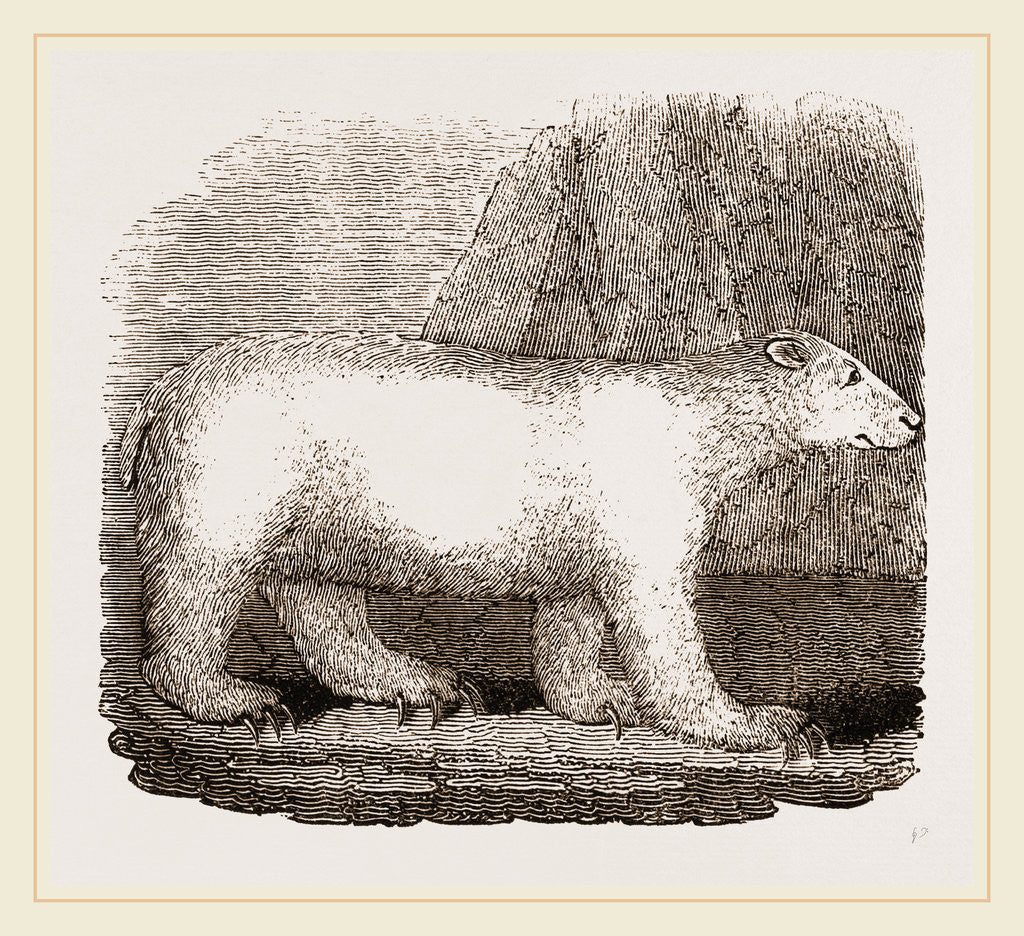 Detail of Polar Bear by Anonymous