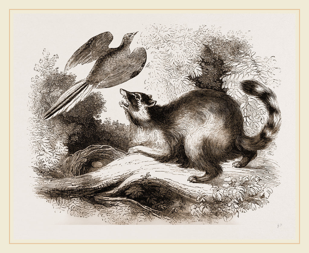 Detail of Racoon by Anonymous