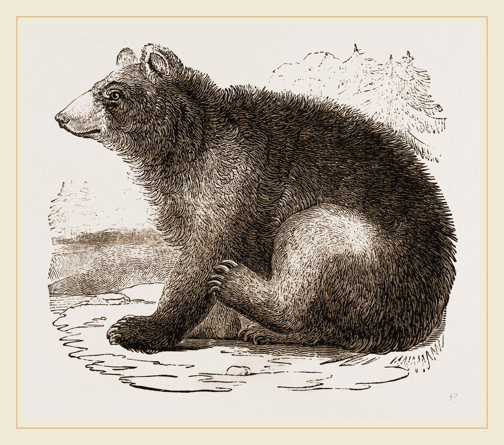Detail of American Black Bear by Anonymous