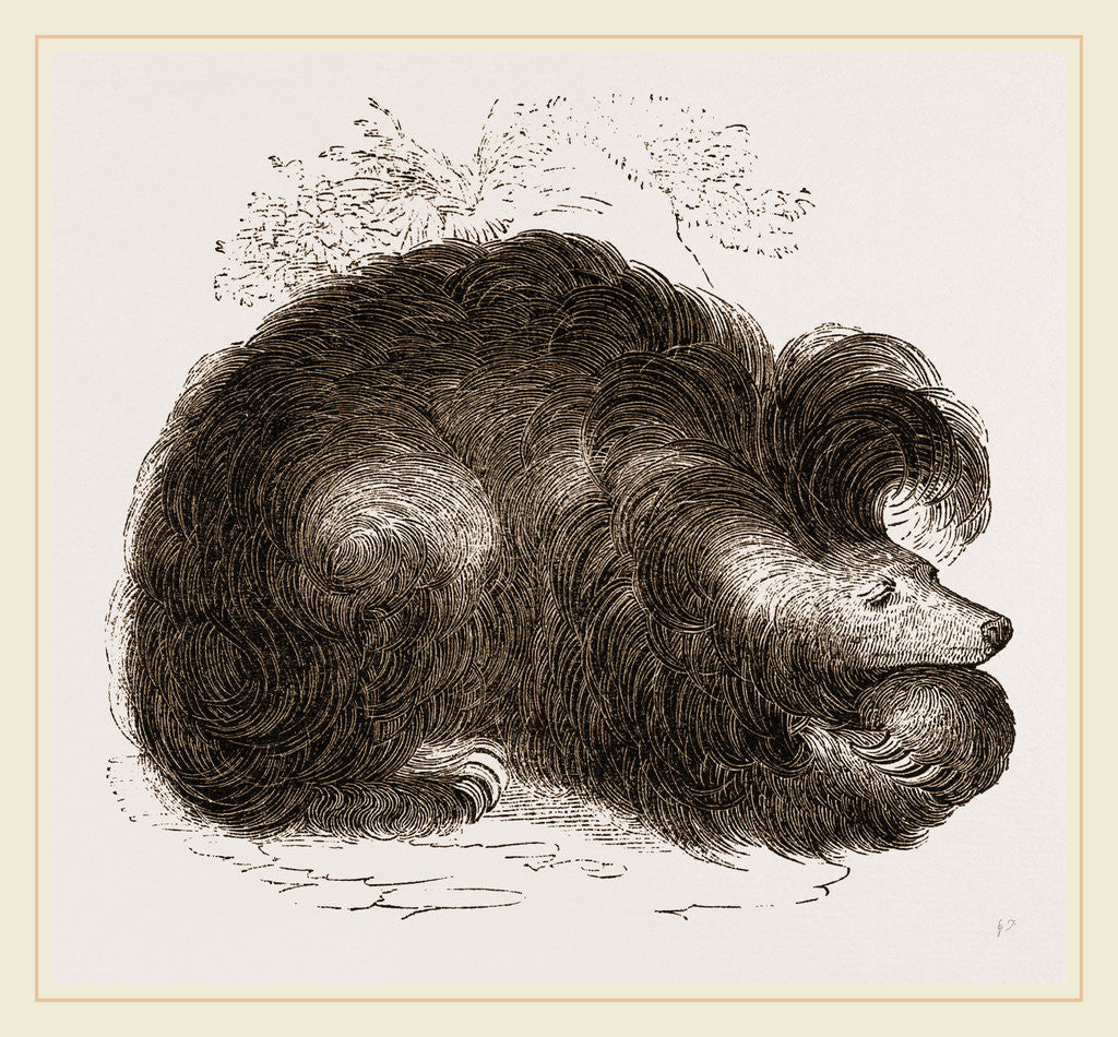 Detail of Sloth-Bear by Anonymous