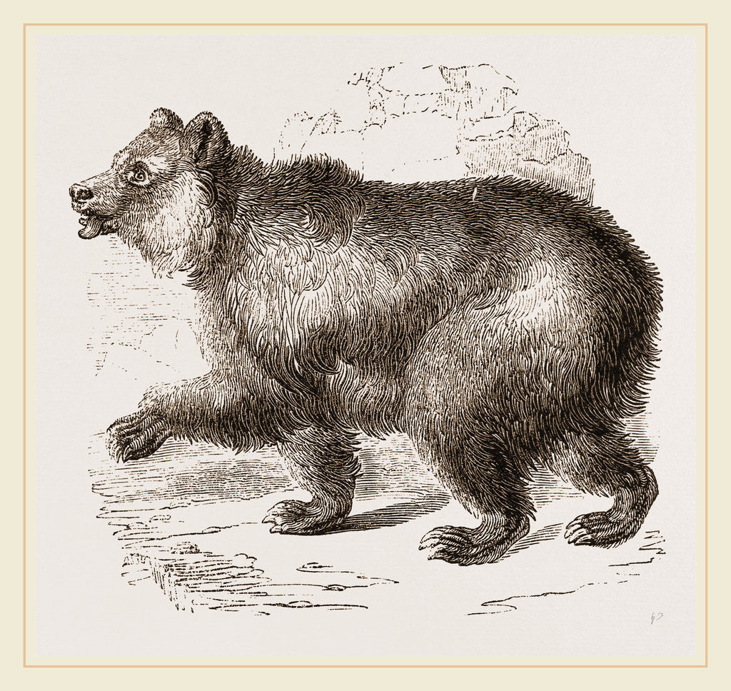 Detail of Bear by Anonymous