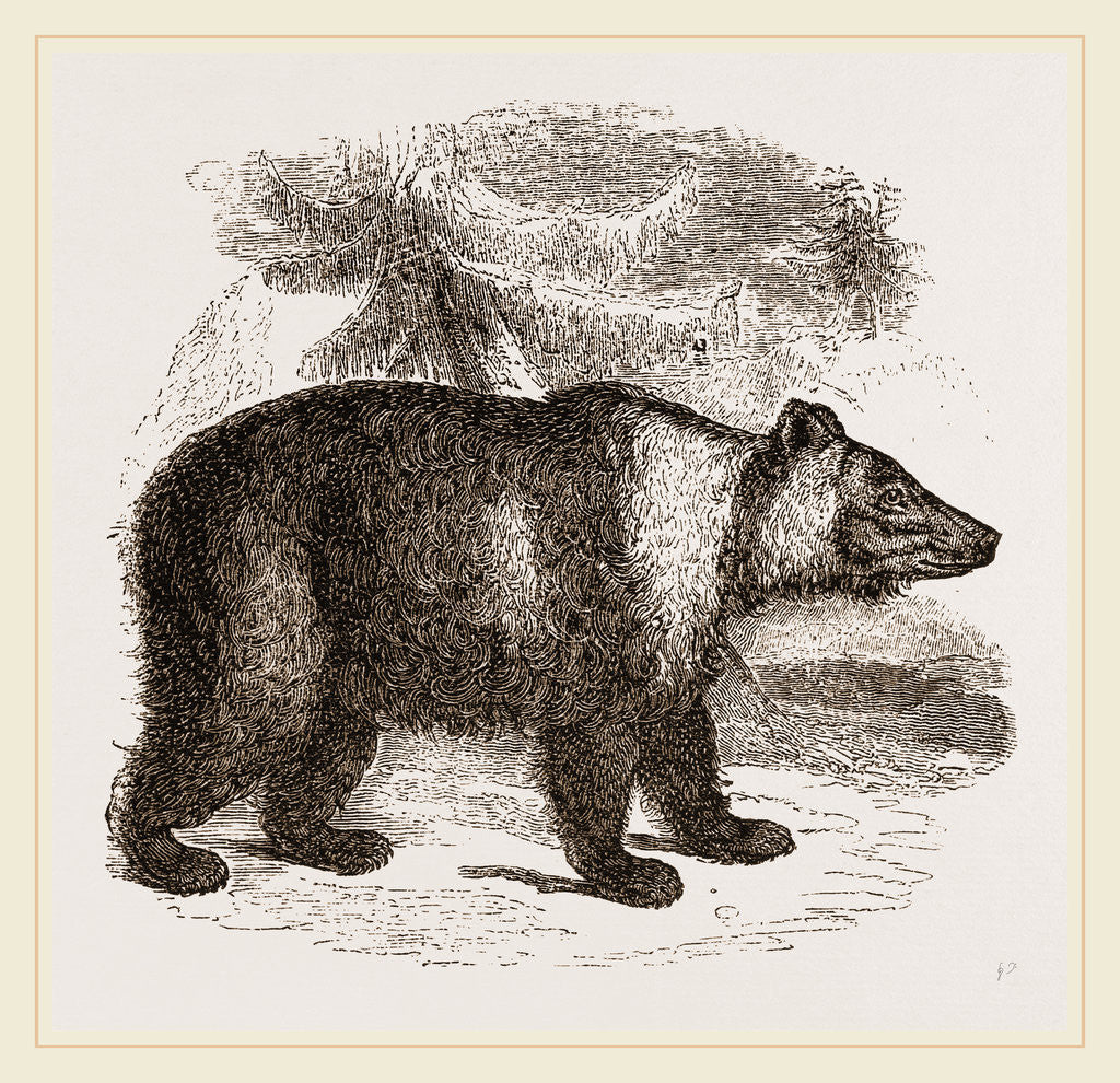 Detail of Siberian Bear by Anonymous