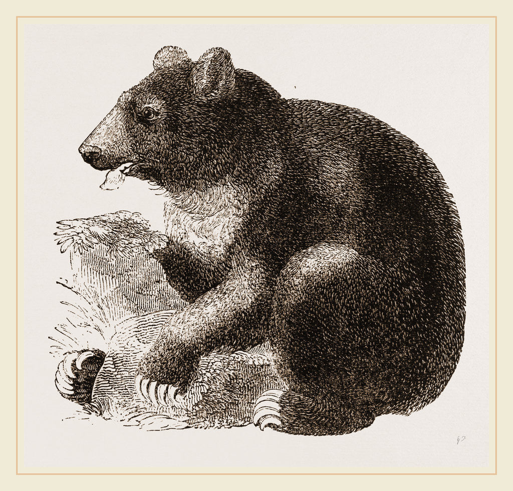 Detail of Grisly Bear by Anonymous