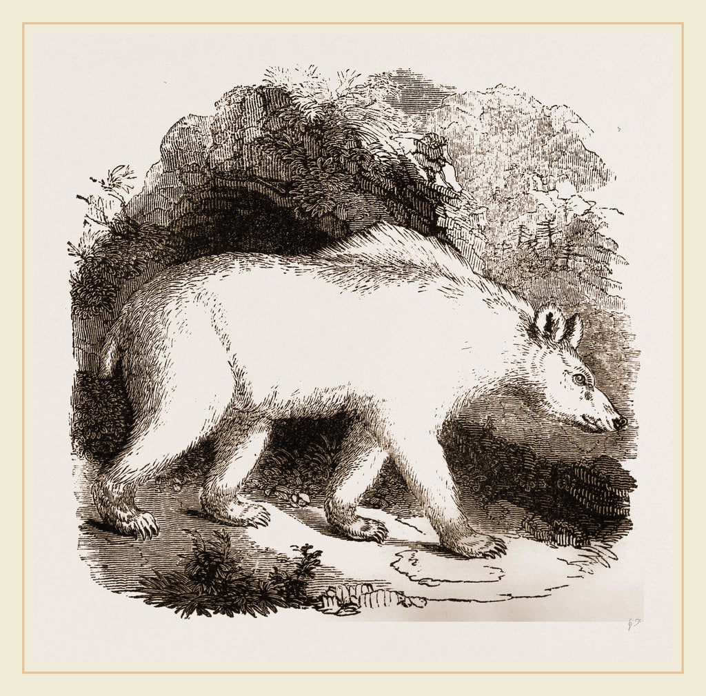 Detail of Syrian Bar by Anonymous