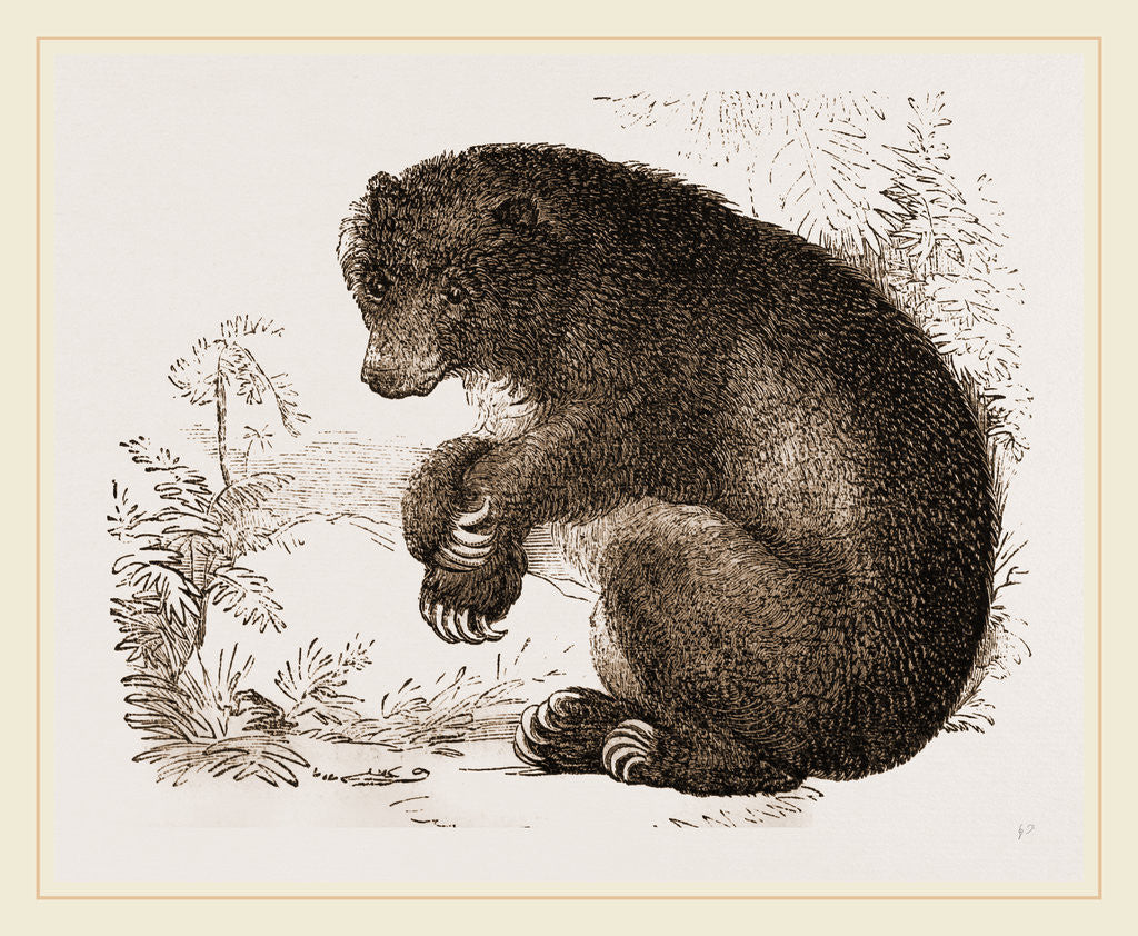 Detail of Bear by Anonymous