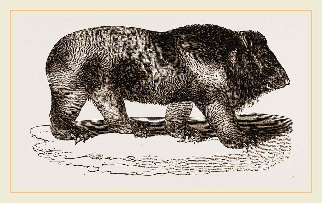 Detail of Grisly Bear by Anonymous