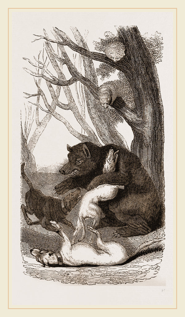 Detail of Bear and Dogs by Anonymous