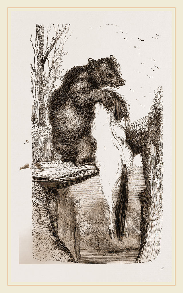 Detail of Bear with dead Horse by Anonymous