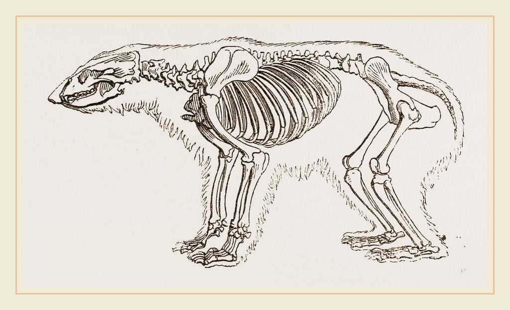 Detail of Skeletun of Polar Bear by Anonymous