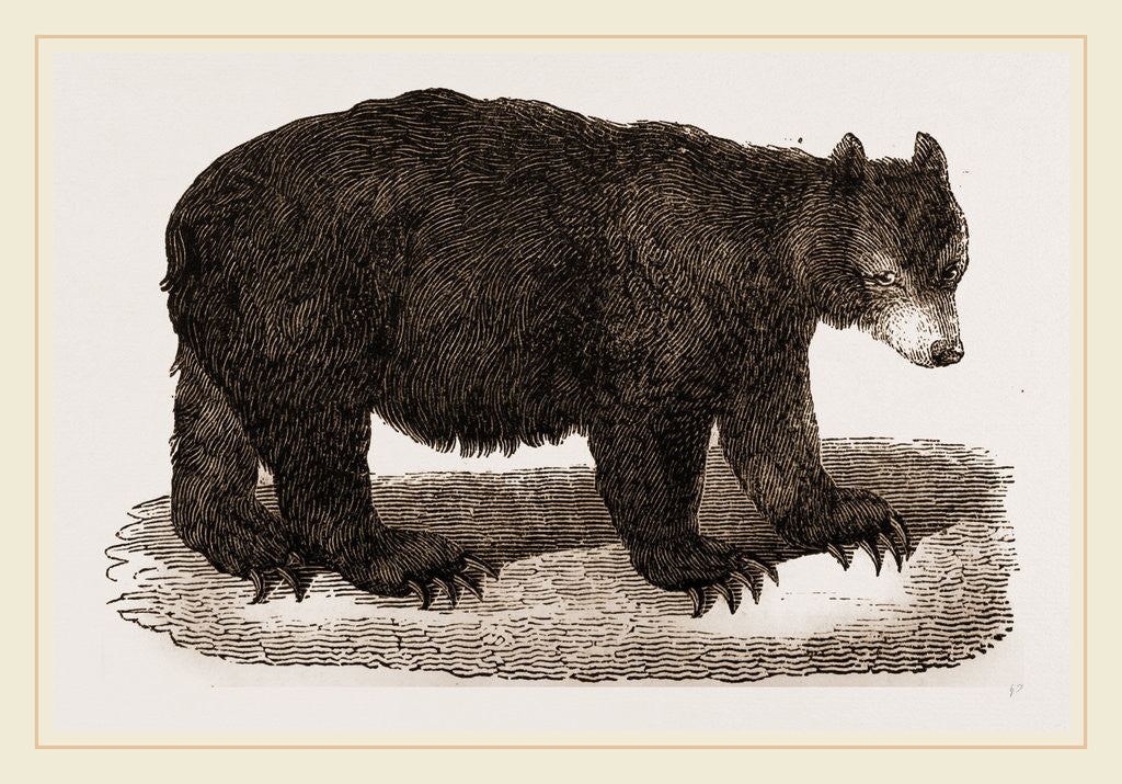 Detail of American Black Bear by Anonymous