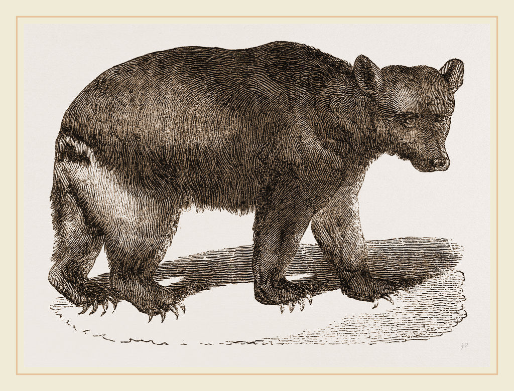 Detail of Brown Bear by Anonymous