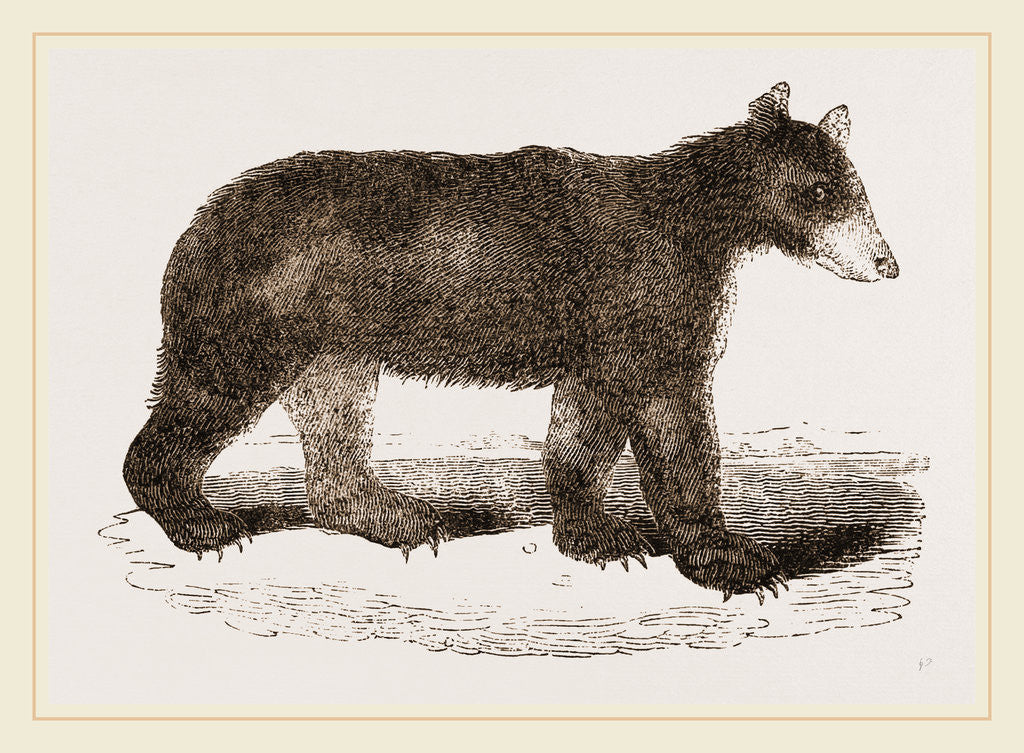 Detail of American Black Bear by Anonymous