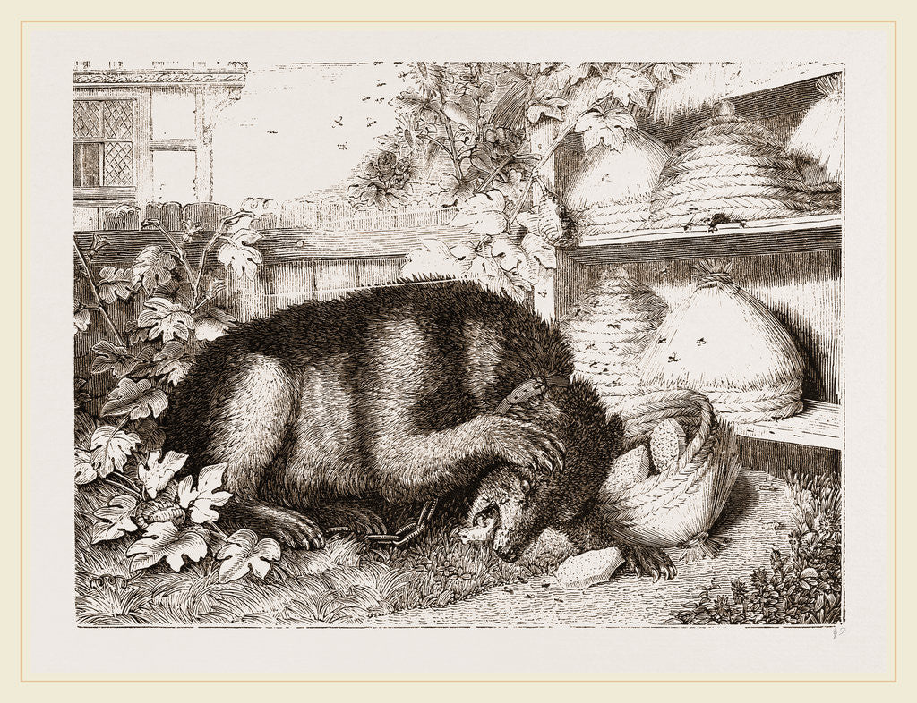 Detail of Bear and Bees by Anonymous