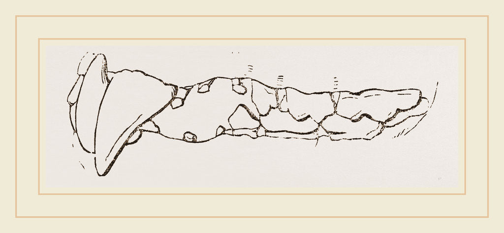 Detail of Teeth of Bear by Anonymous