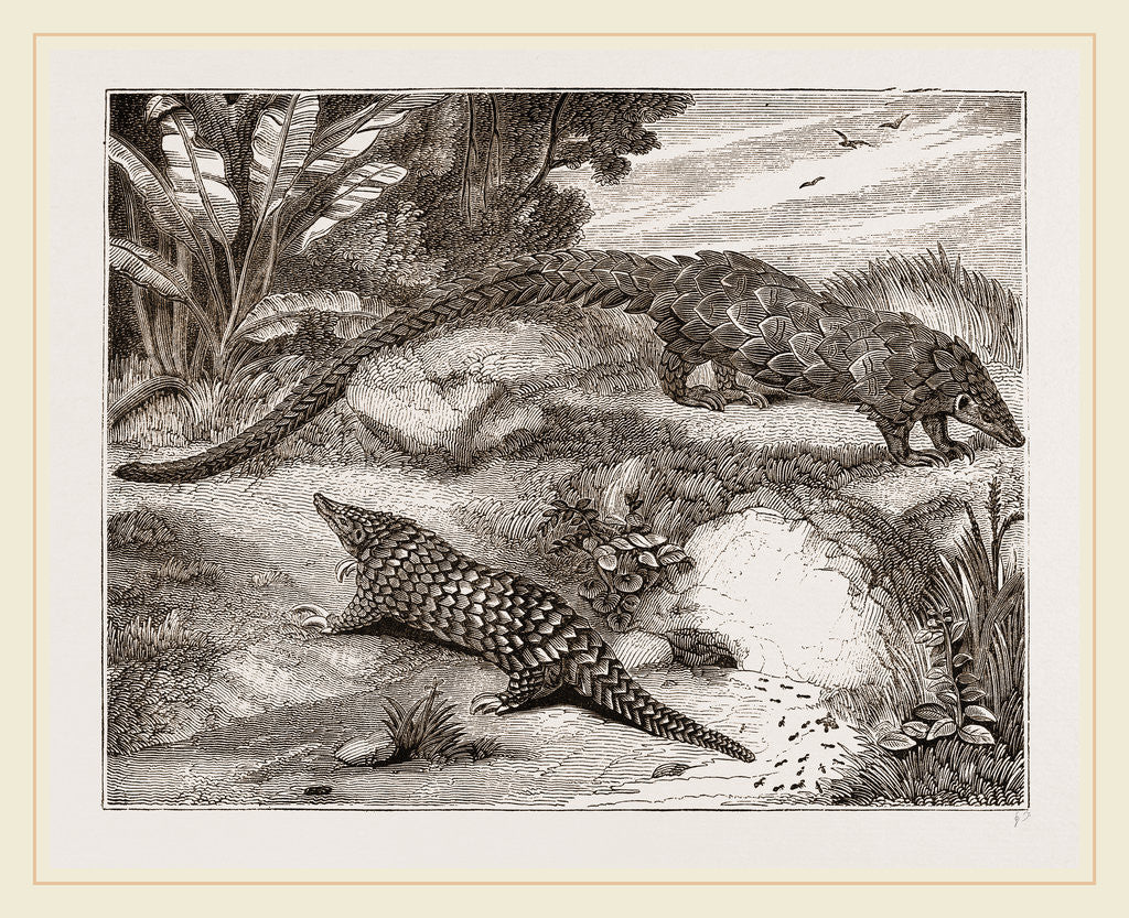 Detail of Short tailed Manis and Long-tailed Manis by Anonymous