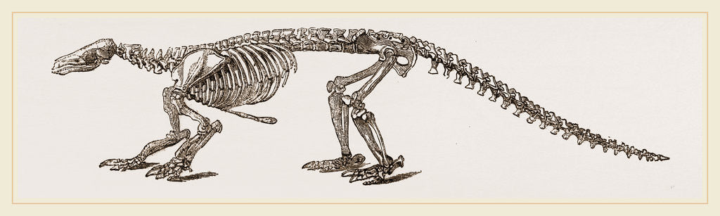 Detail of Skeleton of Short-tailed Manis by Anonymous