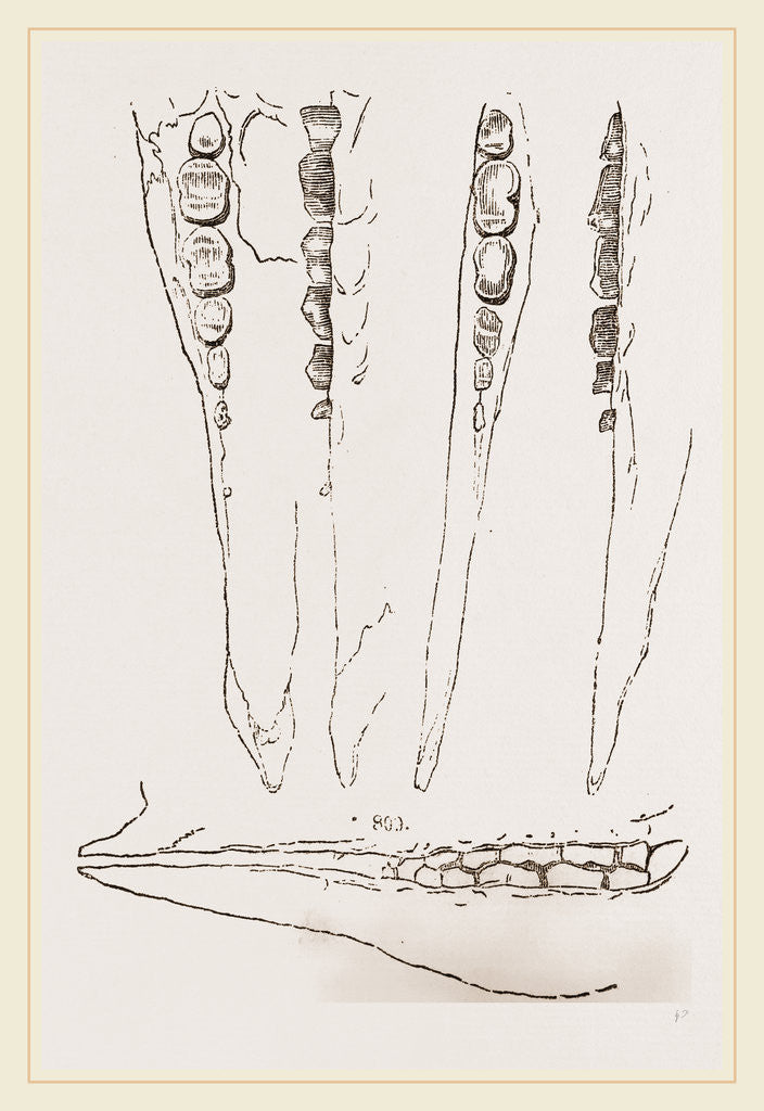Detail of Teeth of Aard-vark by Anonymous
