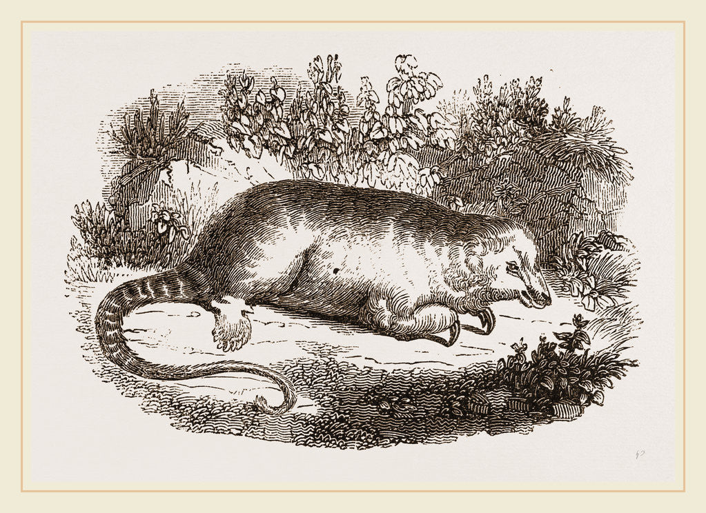 Detail of Little Ant-Eater by Anonymous