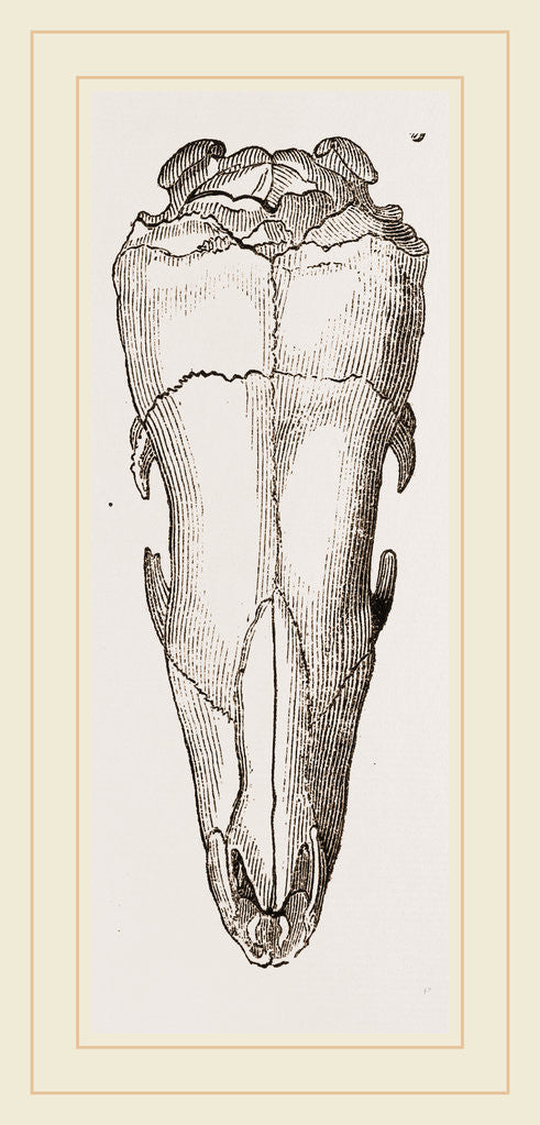 Detail of Skull of Short-tailed Manis by Anonymous