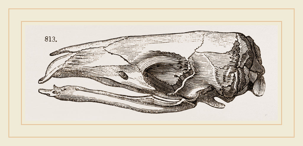 Detail of Skull of Short-tailed Manis by Anonymous