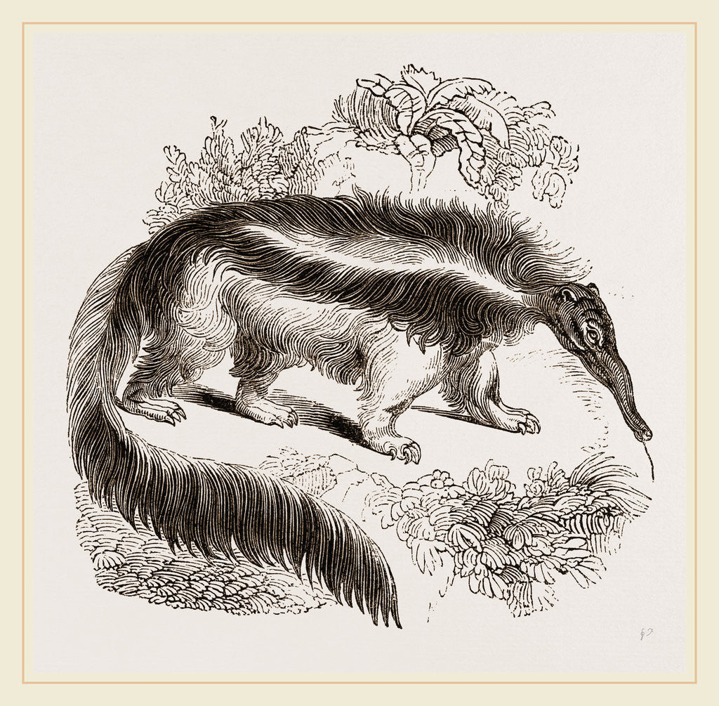 Detail of Great Ant-eater by Anonymous