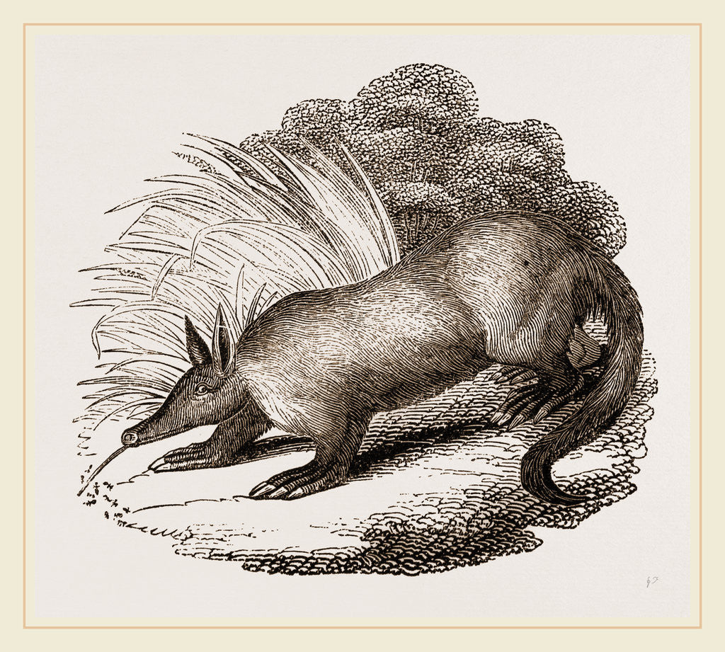 Detail of Aard-vark by Anonymous