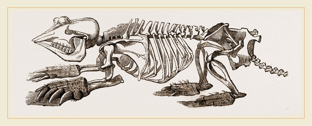 Detail of Skeleton of Pichiciago by Anonymous