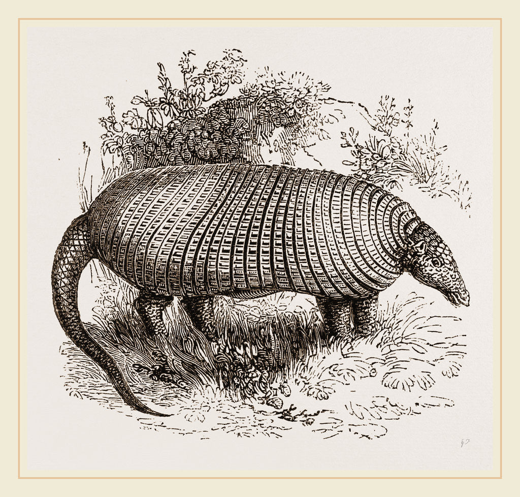 Detail of The Great Armadillo by Anonymous