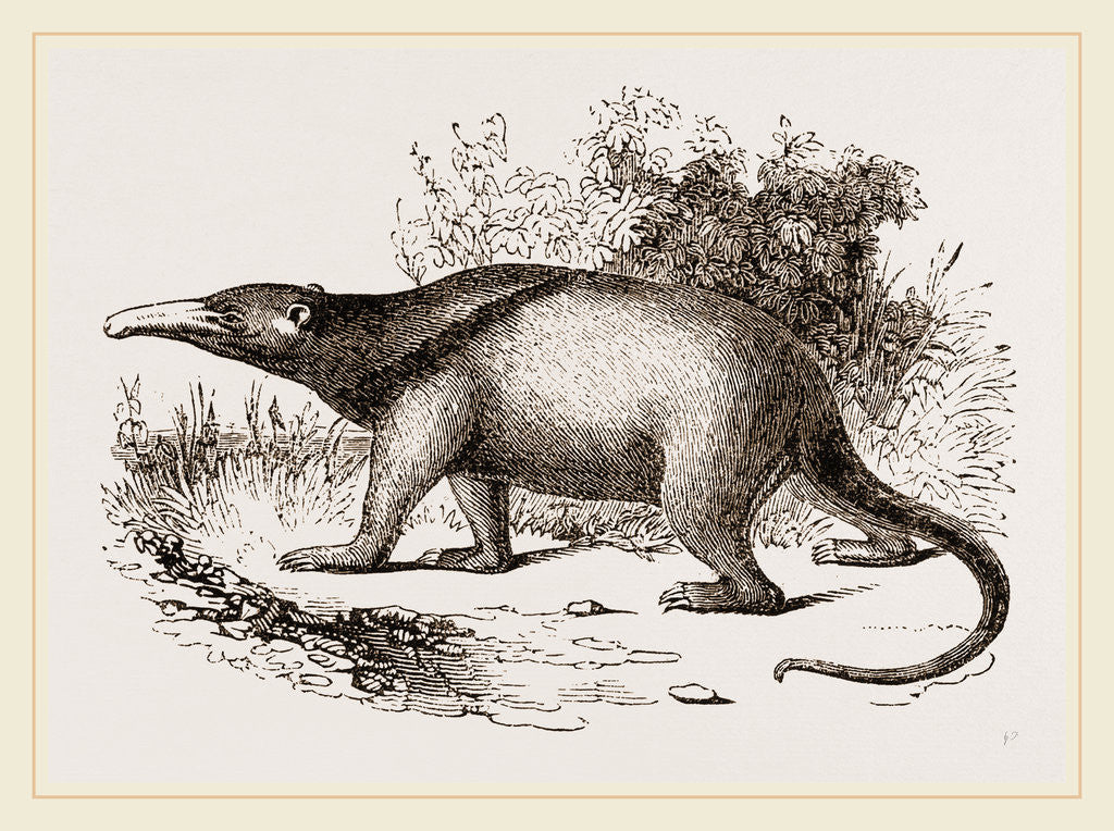 Detail of Tamandua by Anonymous