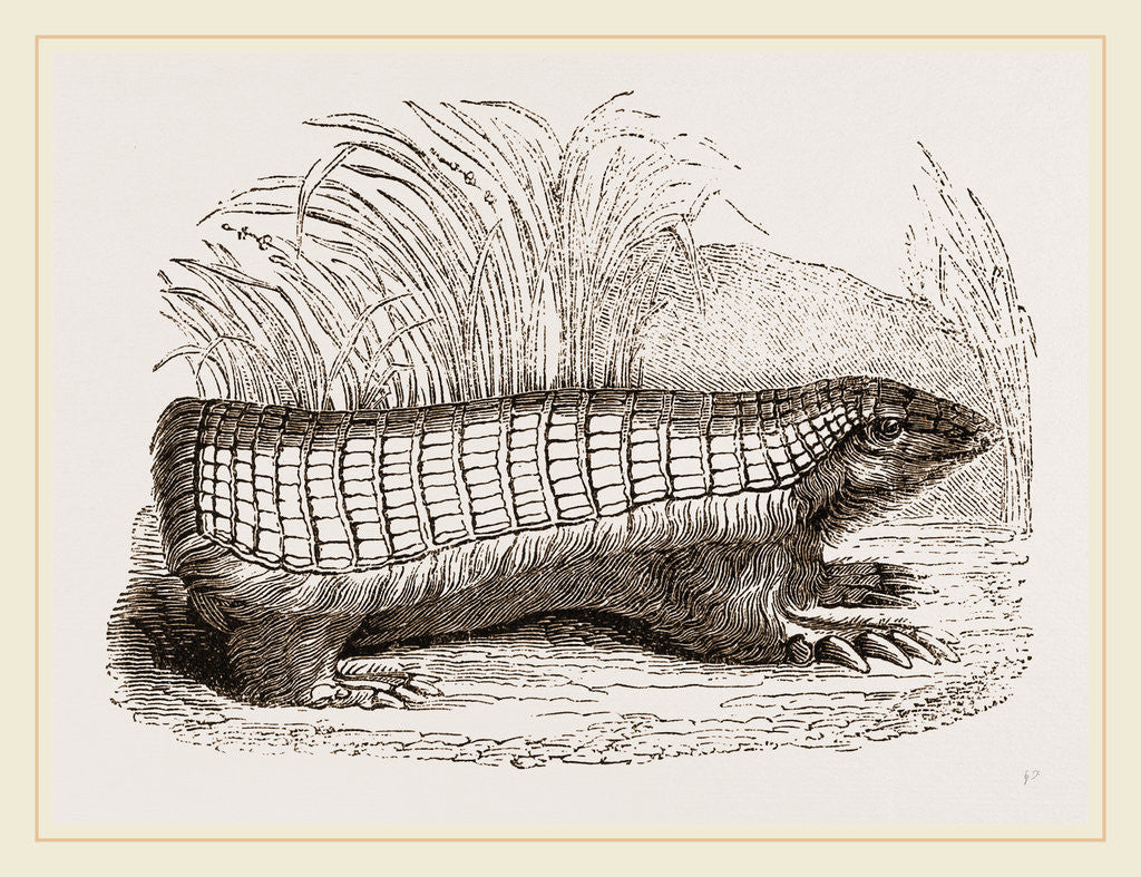 Detail of Pichiciago by Anonymous