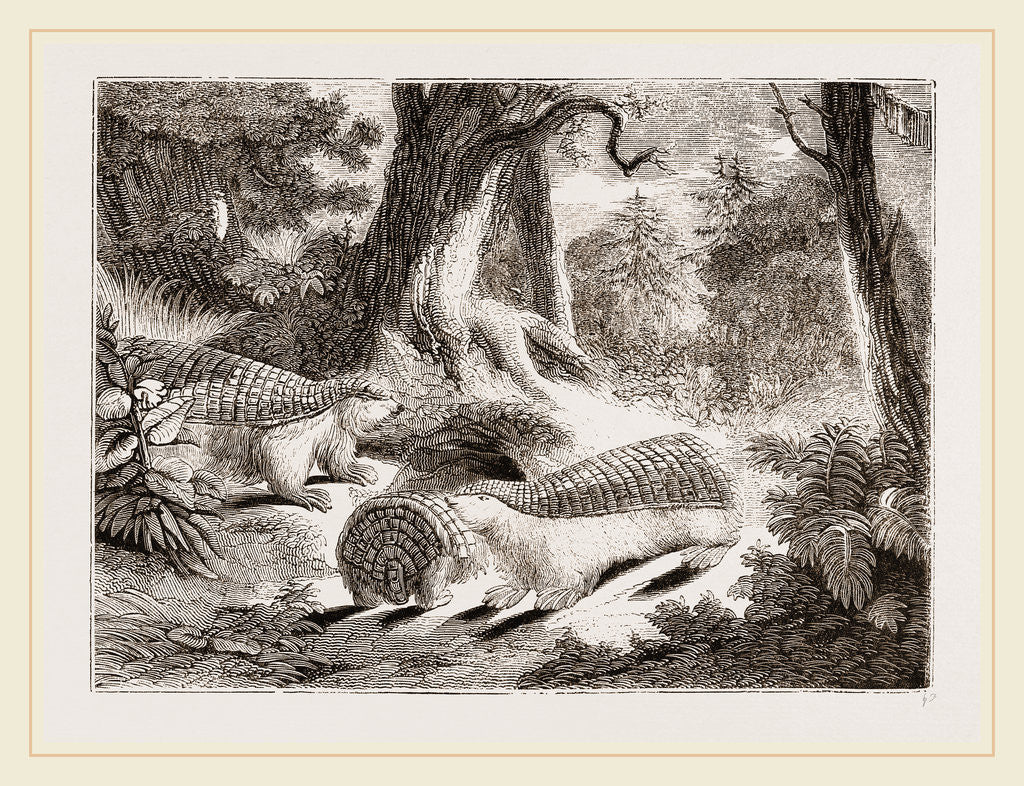 Detail of Pichiciago by Anonymous