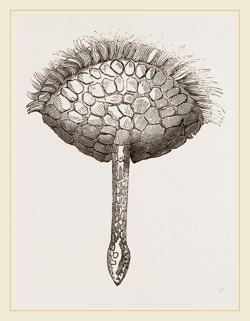 Detail of Extremity and Tail of Pichiciago by Anonymous