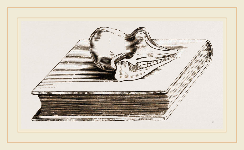 Detail of Skull of Pichiciago by Anonymous