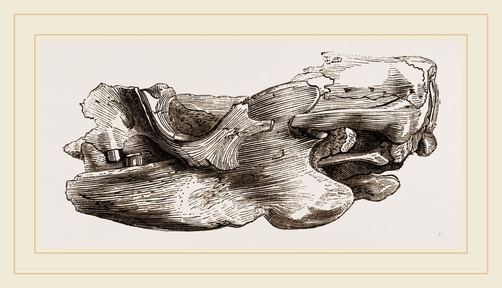 Detail of Remains of Skull Scelidotherium by Anonymous